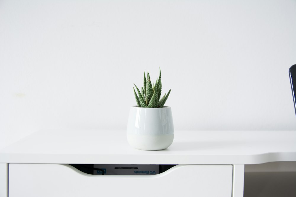 A small plant growing in a white pot